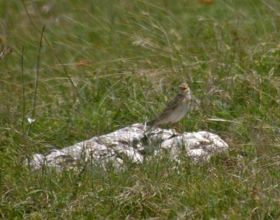 Прикрепленное изображение: zfaIMGP6452.jpg